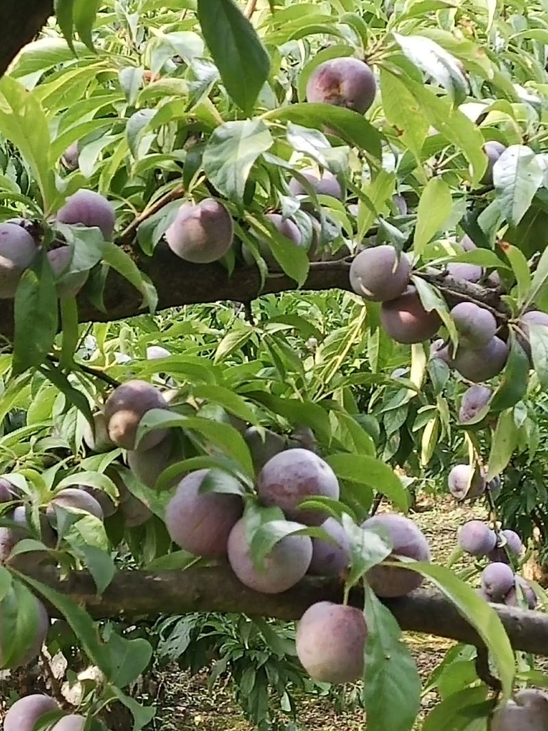 泸州脆红李万亩基地大量上市，货源充足。价格美丽