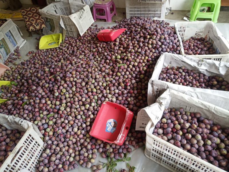 泸州脆红李万亩基地大量上市，货源充足。价格美丽