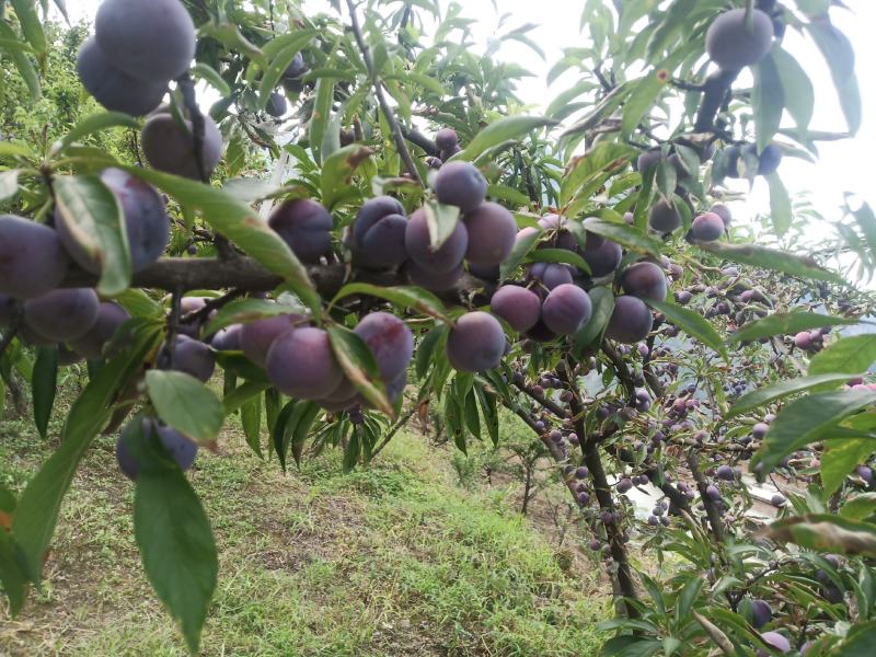 泸州脆红李万亩基地大量上市，货源充足。价格美丽
