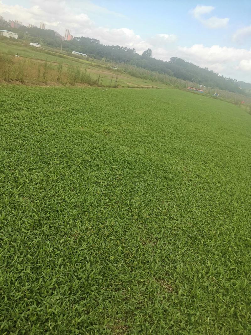 阿兰草场专业种植大叶油草，台湾草，