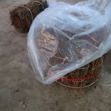 酸枣苗枣树苗死苗补发一年直生枣树苗