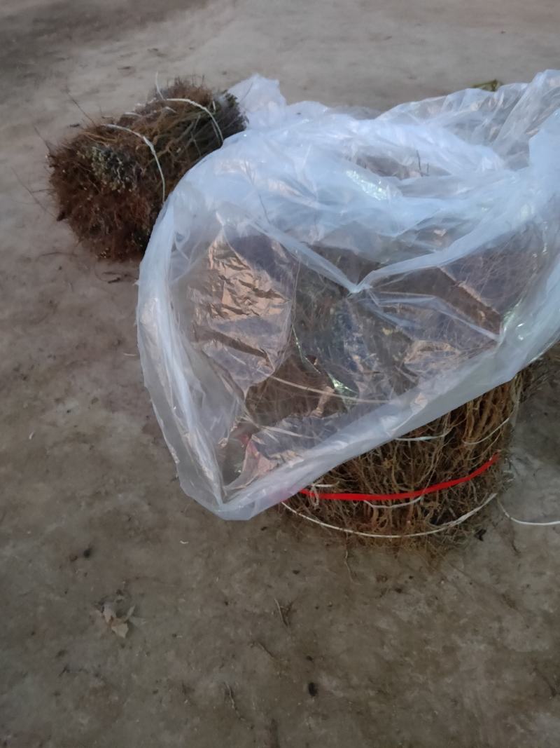 酸枣苗枣树苗死苗补发一年直生枣树苗