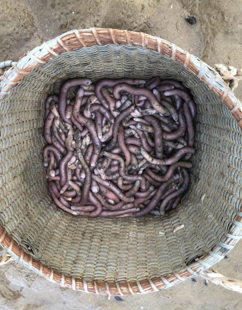 沙虫干(足干北海小号沙虫)一件代发
