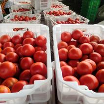 山西精品西红柿大量上市