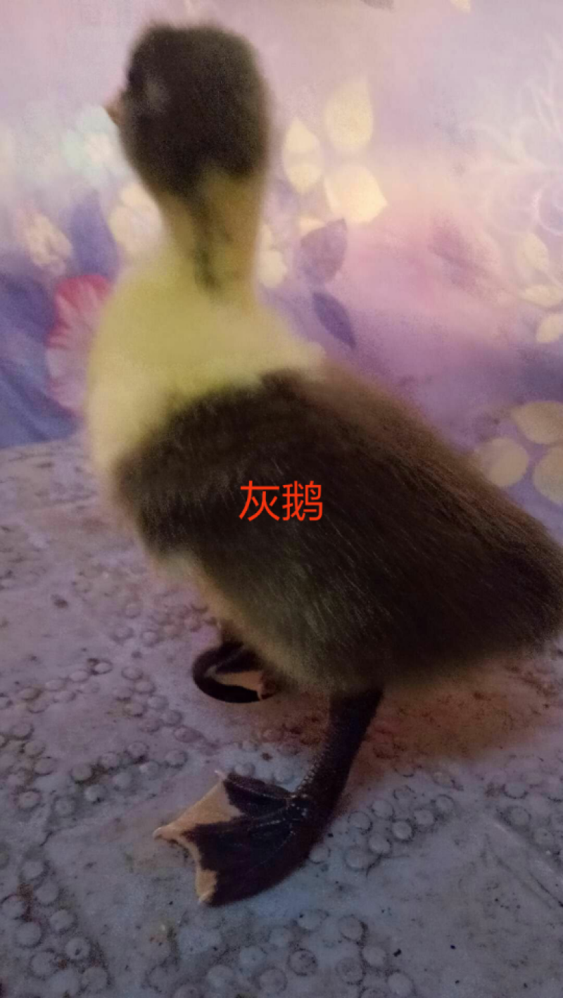 马冈鹅苗厂家直销批发包打运输包路途成活品种纯正