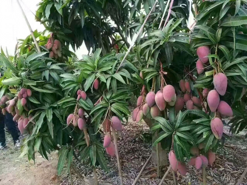 贵妃芒果苗，桂七芒果苗，凯特芒果苗，金煌芒果苗，大小规格