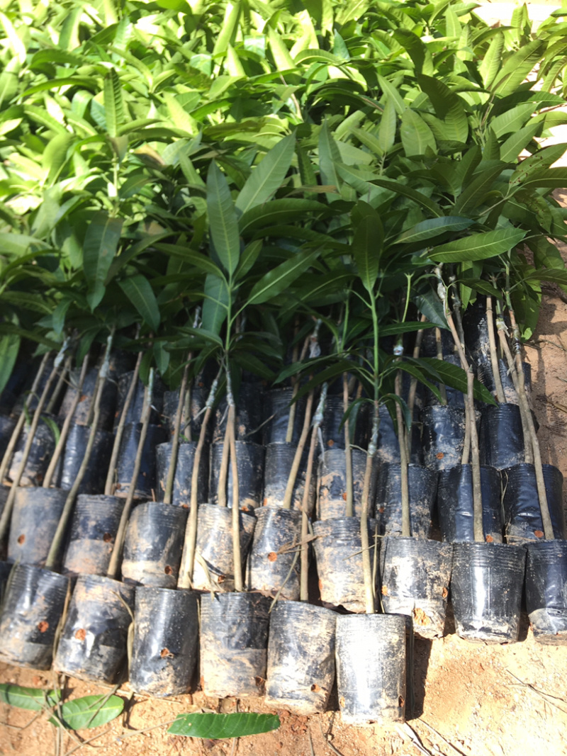 贵妃芒果苗，桂七芒果苗，凯特芒果苗，金煌芒果苗，大小规格
