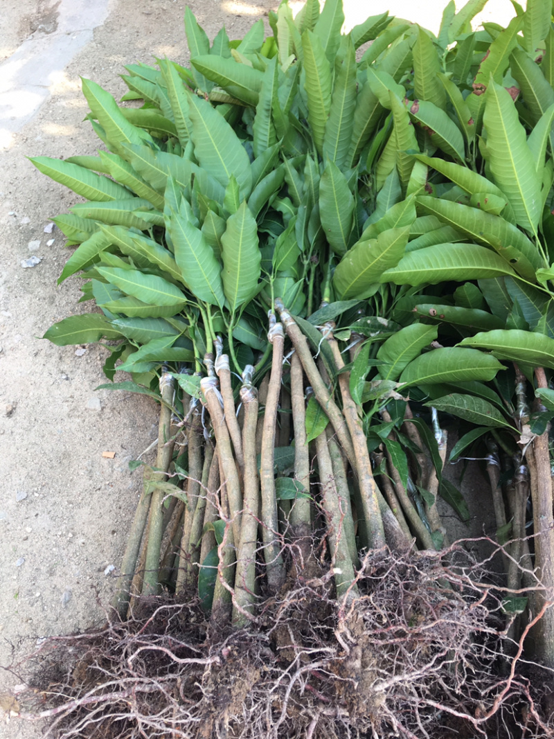 贵妃芒果苗，桂七芒果苗，凯特芒果苗，金煌芒果苗，大小规格