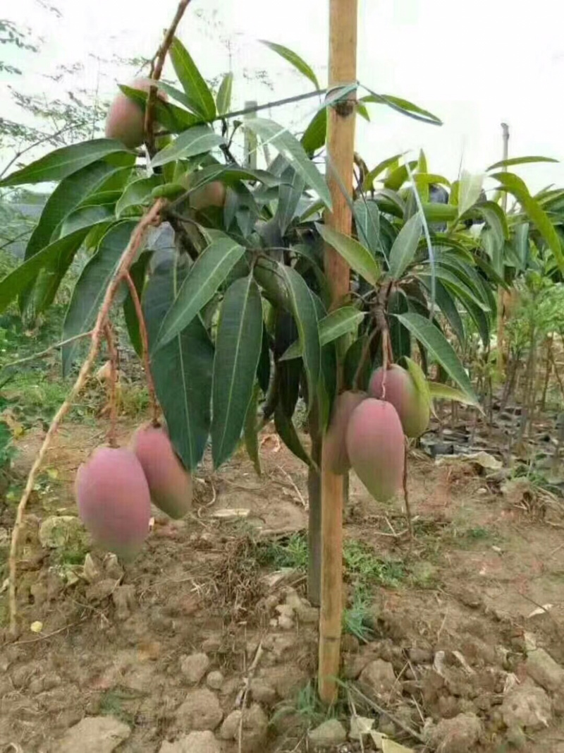 贵妃芒果苗，桂七芒果苗，凯特芒果苗，金煌芒果苗，大小规格