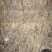 枣树苗，冬枣树苗80~110cm，潘枣苗，