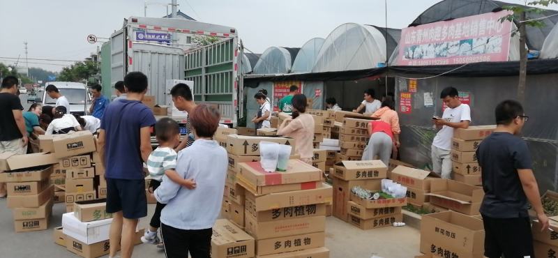 批发各种多肉普货种类5O个品种，吉娃娃，保利安娜