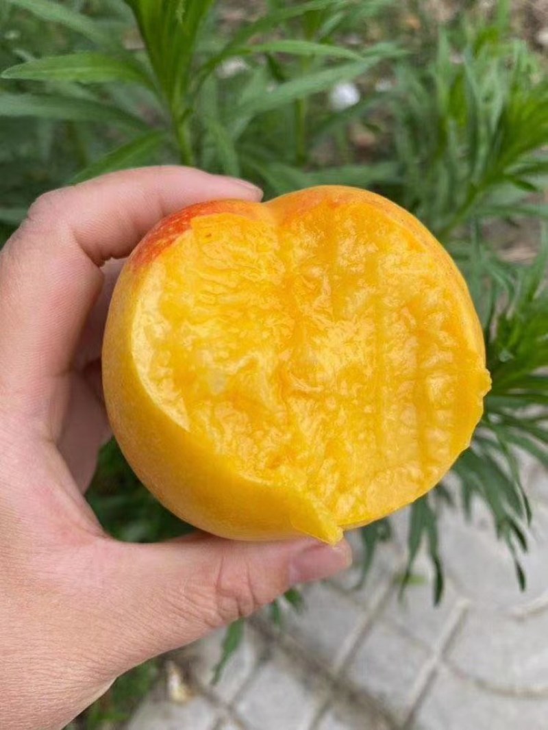黄金蜜桃树苗丰产量高，口感脆甜，保证品种质量，