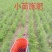 黄金蜜桃树苗丰产量高，口感脆甜，保证品种质量，