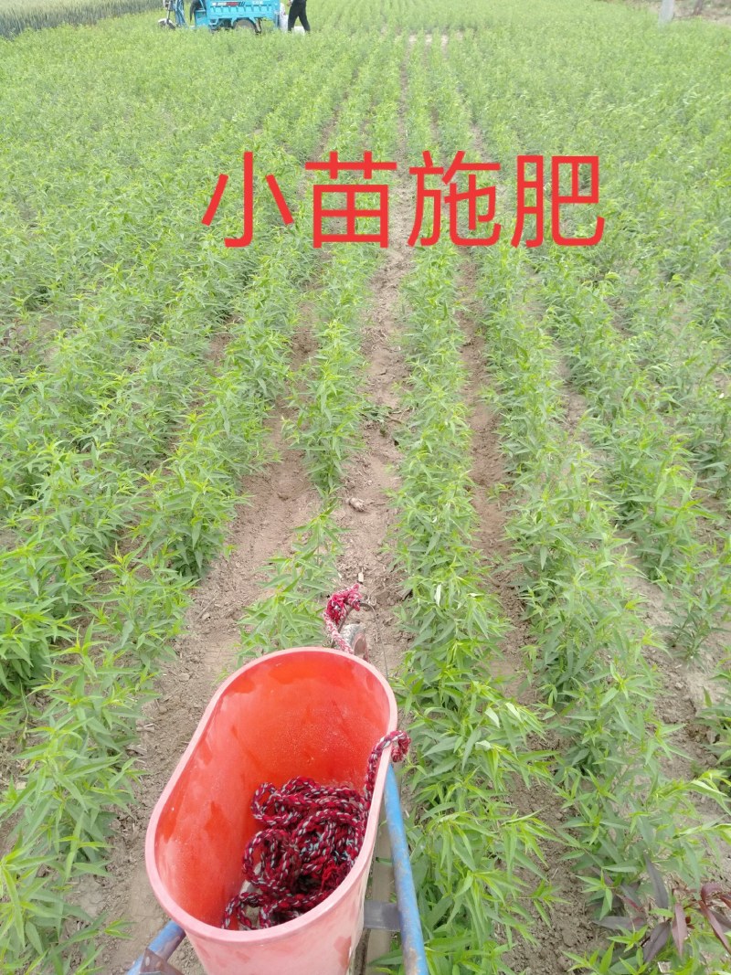 黄金蜜桃树苗丰产量高，口感脆甜，保证品种质量，