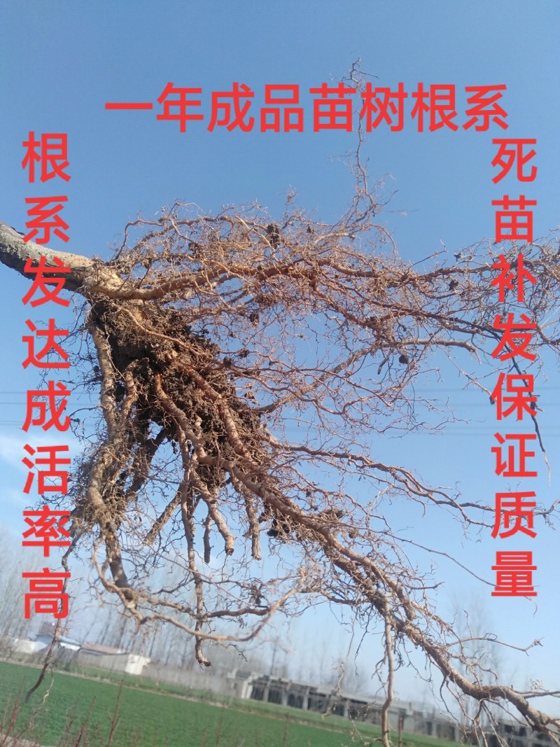 黄金蜜桃树苗丰产量高，口感脆甜，保证品种质量，