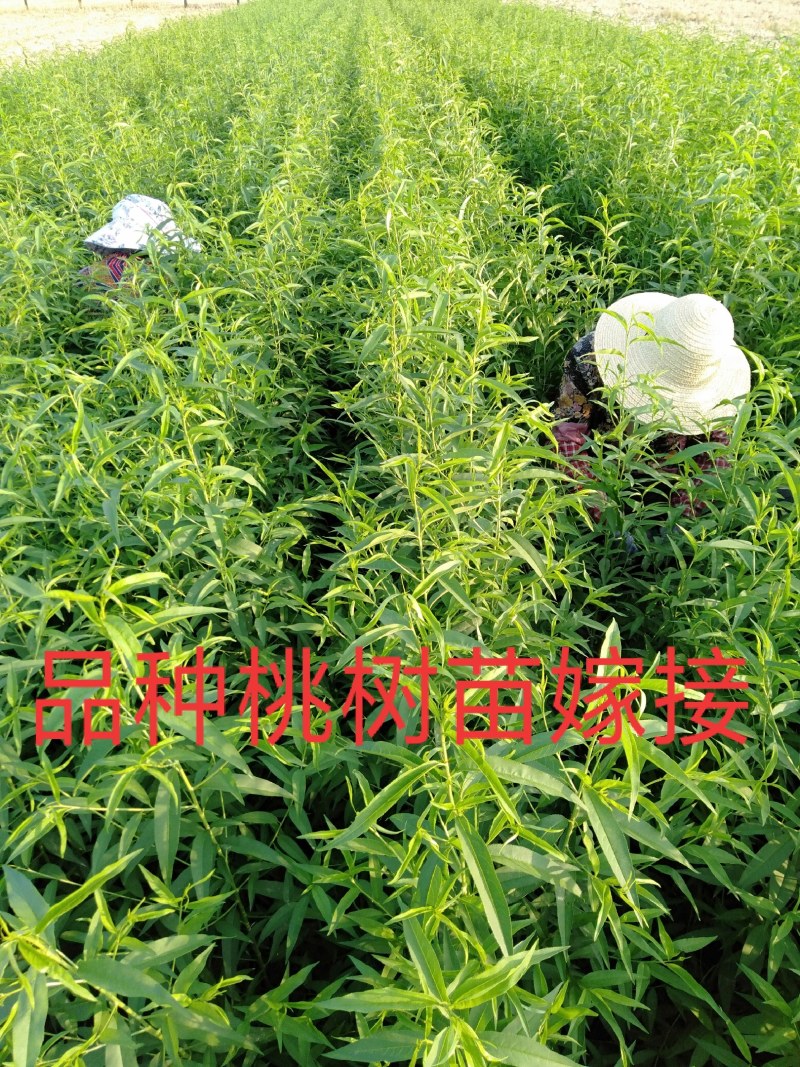 黄金蜜桃树苗丰产量高，口感脆甜，保证品种质量，