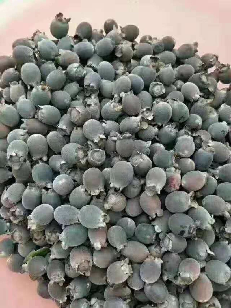 长期供应自然生的多尼，桃金娘，山稔子的鲜品，干品。