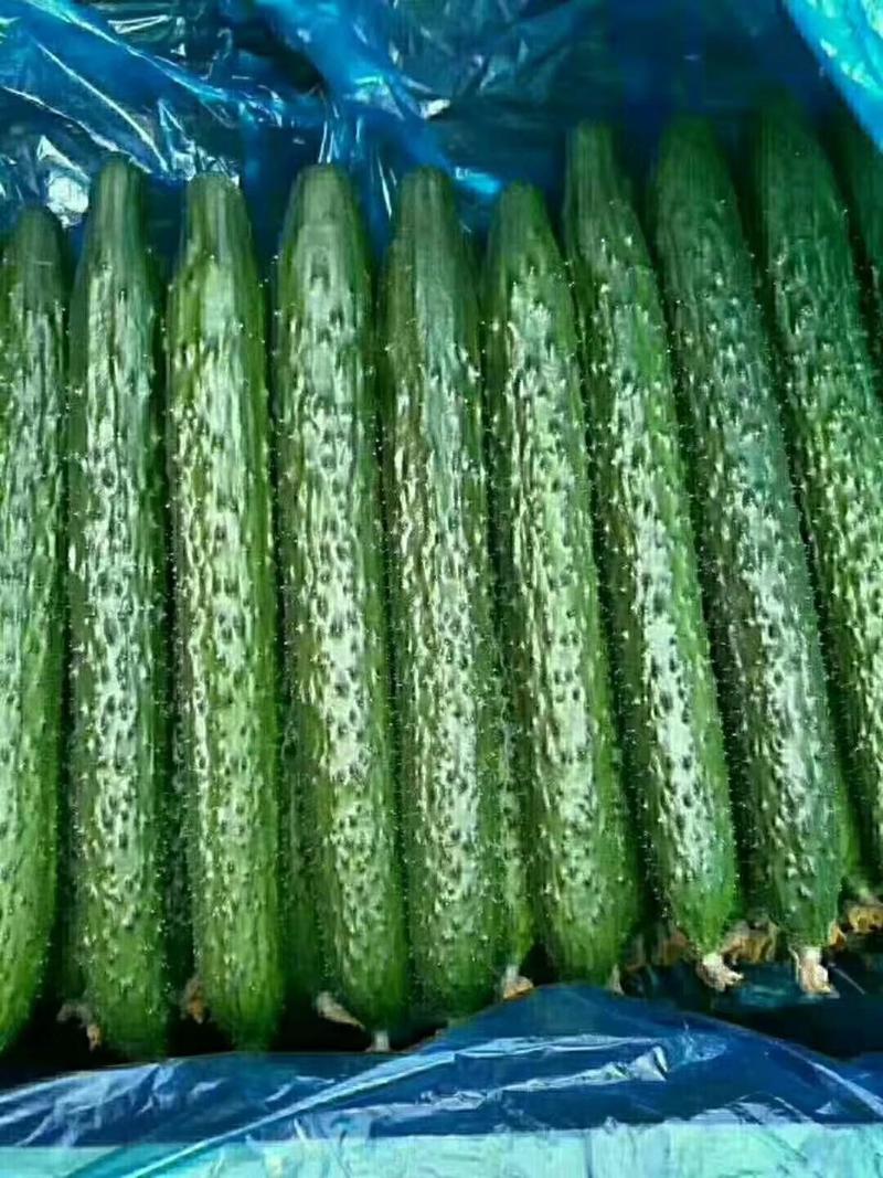 密刺黄瓜。38至40公分，大量供应。量大质优。