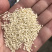 一级脱皮芝麻仁，做食品，做烧饼，干净无杂质