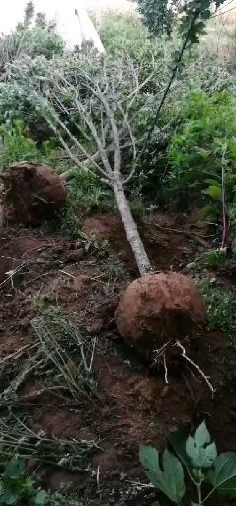 木槿花苗，重瓣花。品种繁多，树形优美