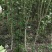 木槿花苗，重瓣花。品种繁多，树形优美