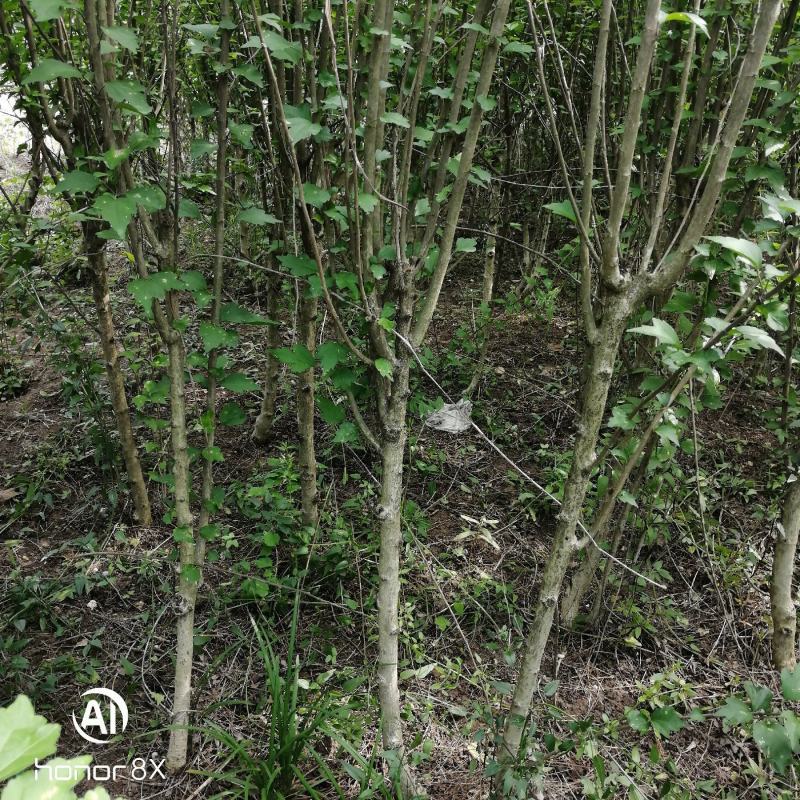 木槿花苗，重瓣花。品种繁多，树形优美