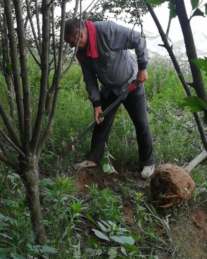 木槿花苗，重瓣花。品种繁多，树形优美