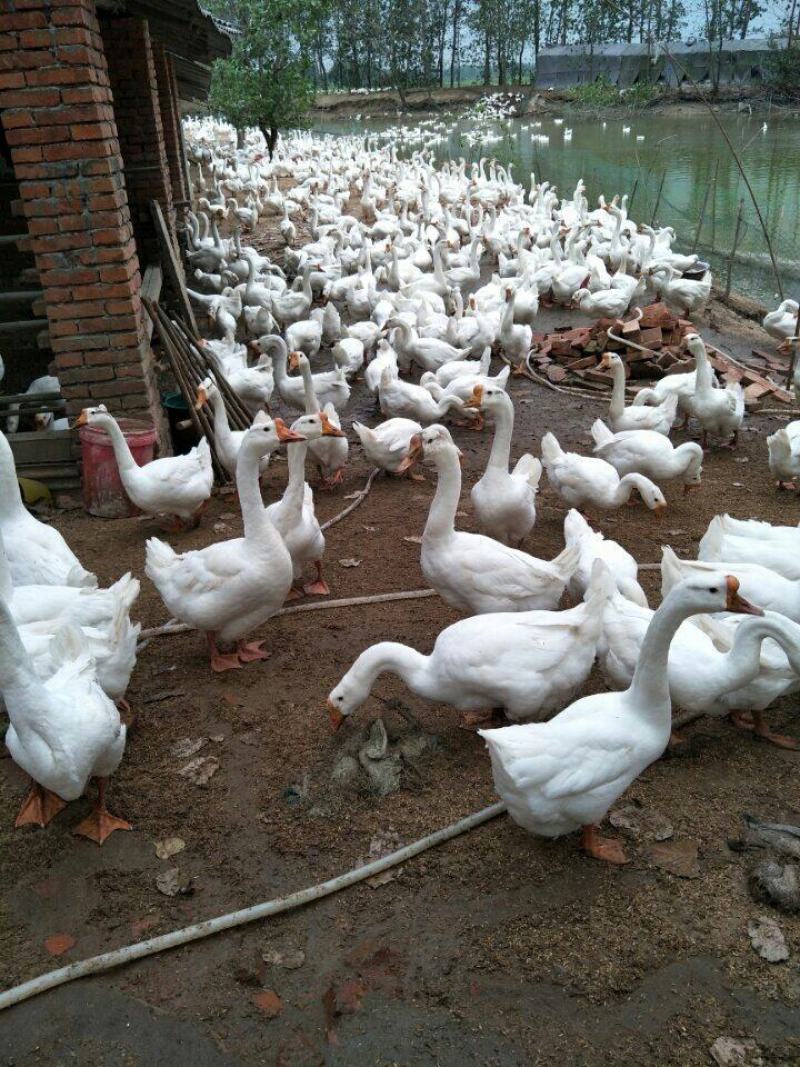 马冈鹅苗灰鹅苗小三花大三花厂家直销包运输包路活品种纯