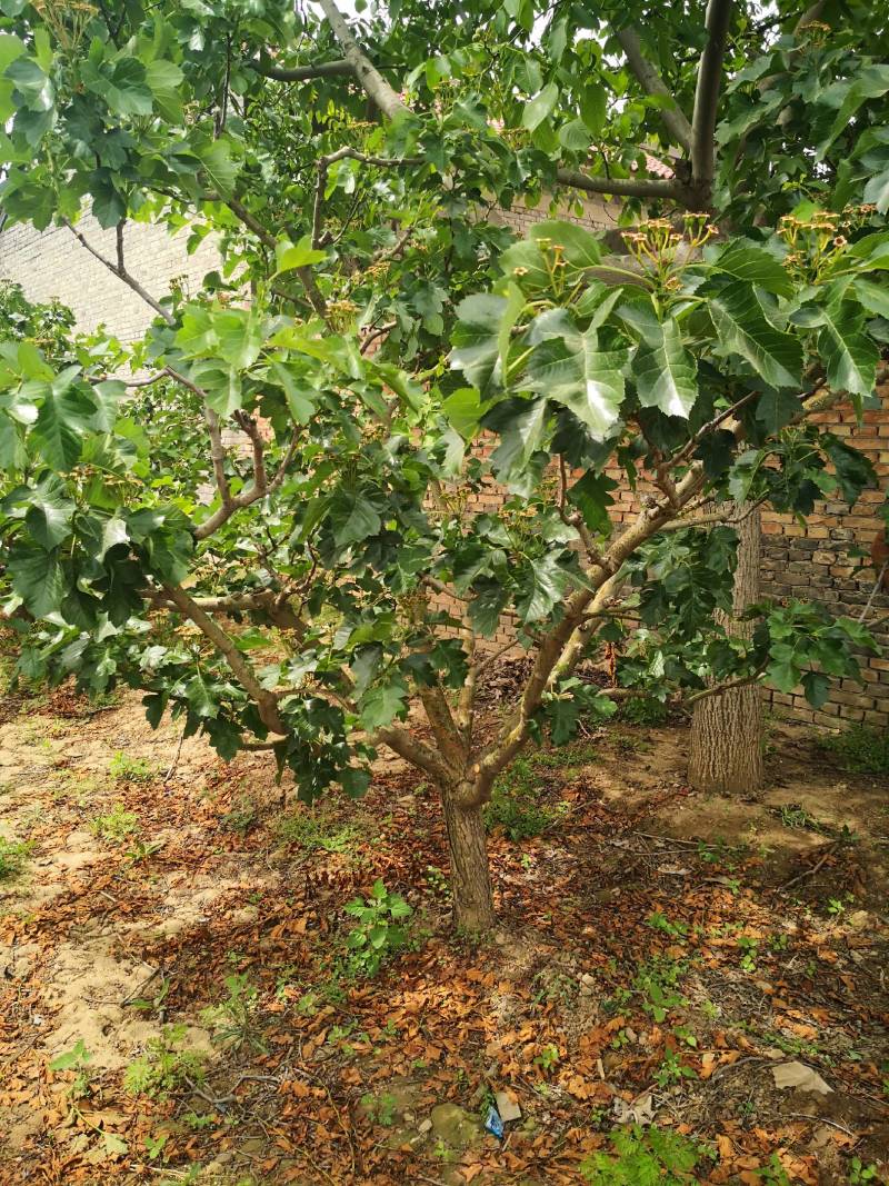 山楂树，3公分山楂树，15公分山楂树