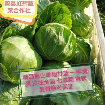 【精品推荐】河北张家口蔚县宣甘蓝精品1~2公斤产地直供
