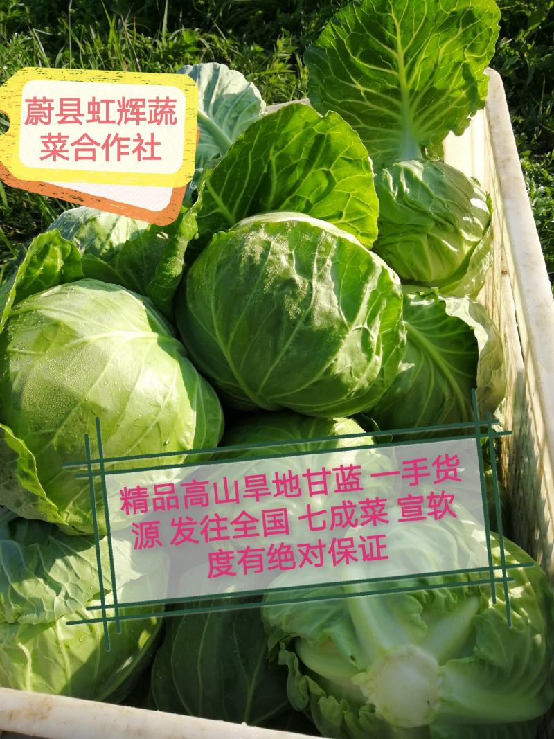 【精品推荐】河北张家口蔚县宣甘蓝精品1~2公斤产地直供