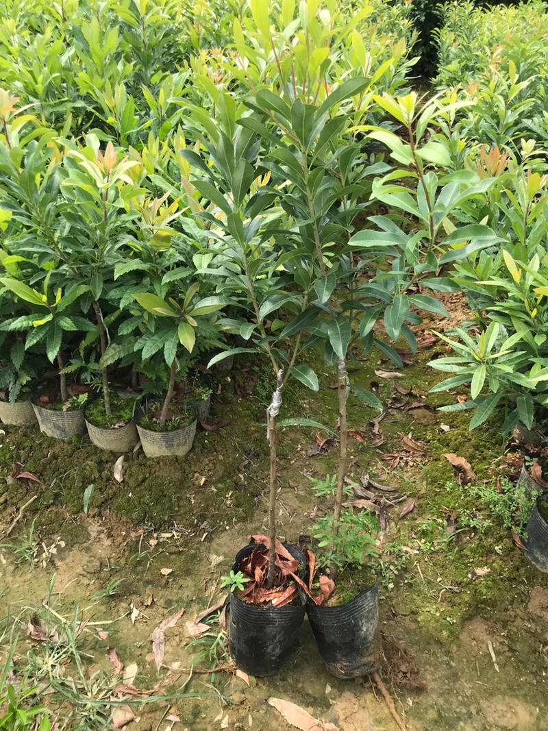 东魁杨梅苗，黑炭杨梅苗耐寒品种，南北方适合种植