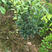 东魁杨梅苗，黑炭杨梅苗耐寒品种，南北方适合种植