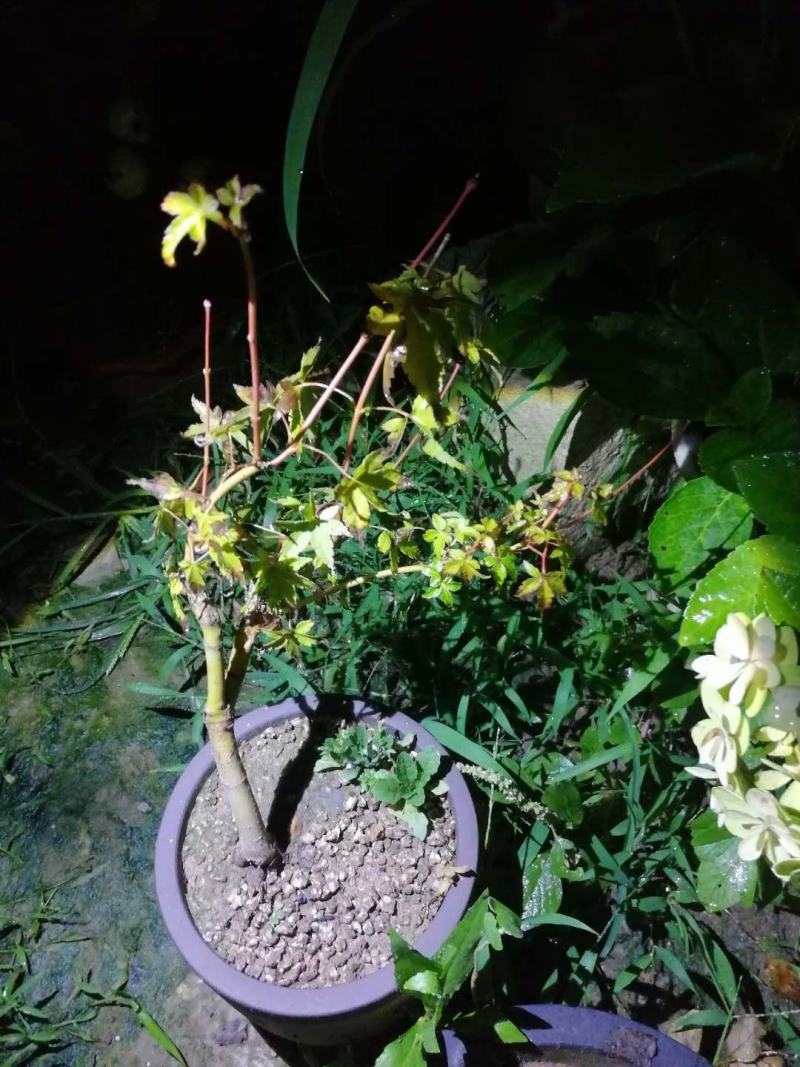 黄金枫盆景原生系列等，货好放心买