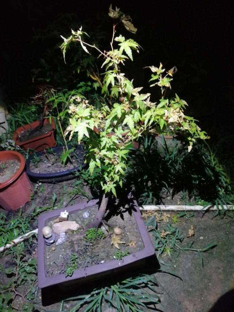 黄金枫盆景原生系列等，货好放心买