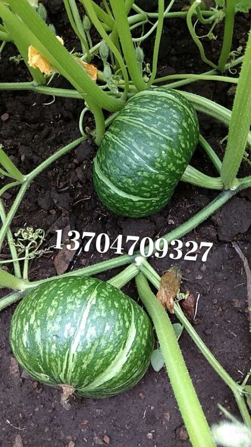 千亩绿皮南瓜九月初预售