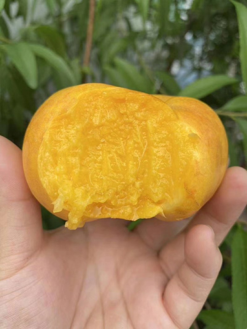 蟠桃桃树苗，口感脆甜，丰产量高，全面技术指导