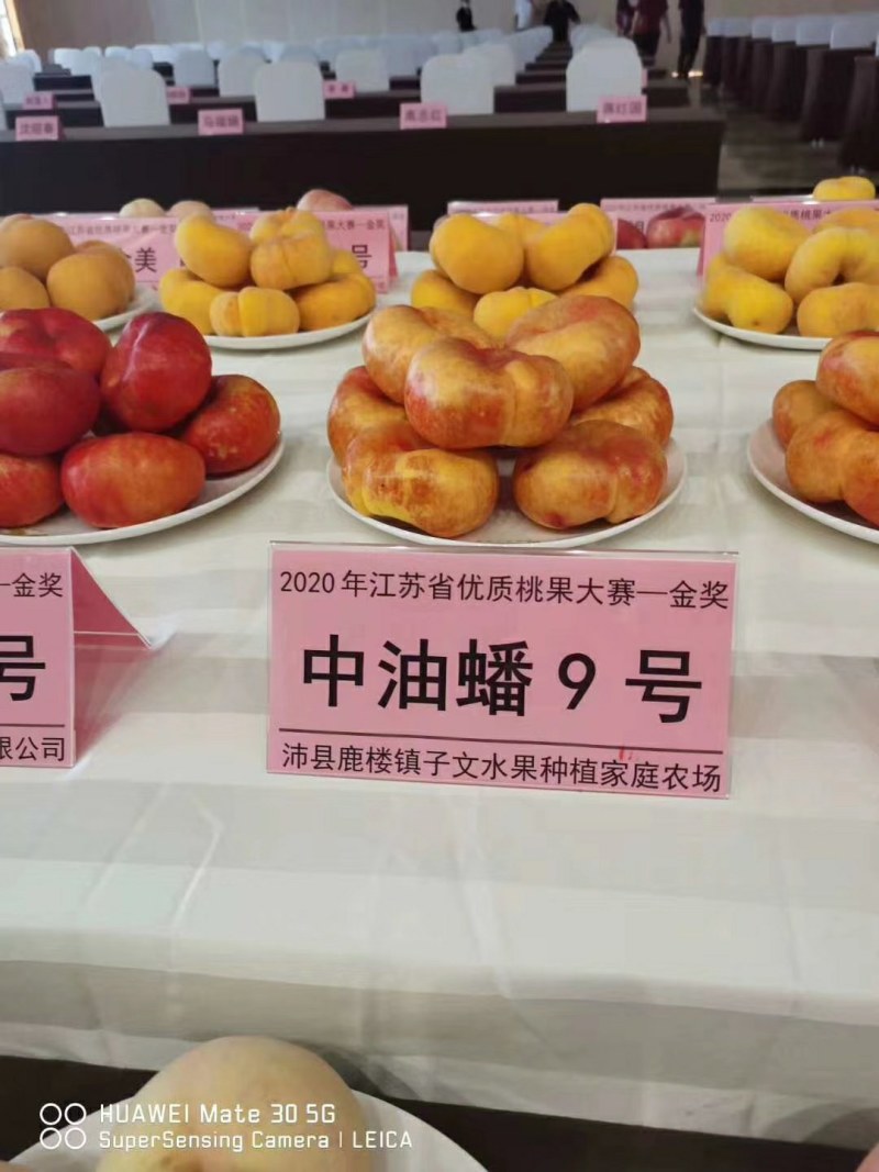 蟠桃桃树苗，口感脆甜，丰产量高，全面技术指导