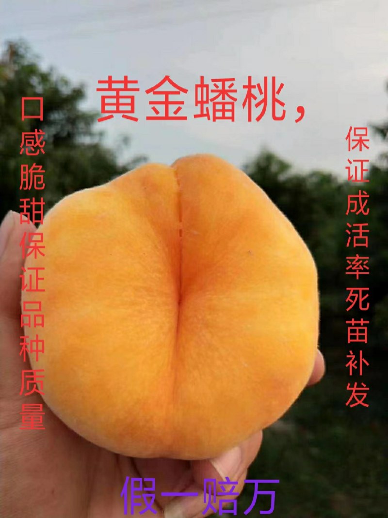 蟠桃桃树苗，口感脆甜，丰产量高，全面技术指导