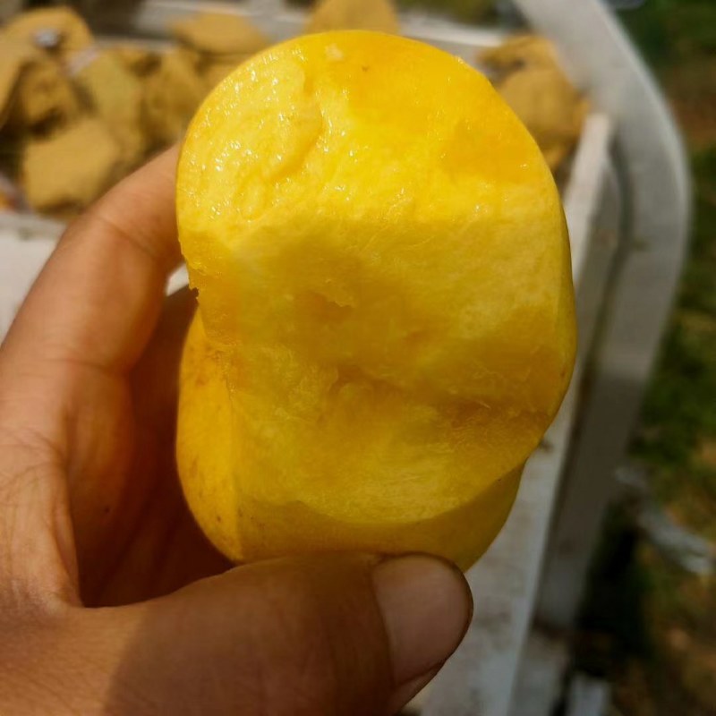 蟠桃桃树苗，口感脆甜，丰产量高，全面技术指导