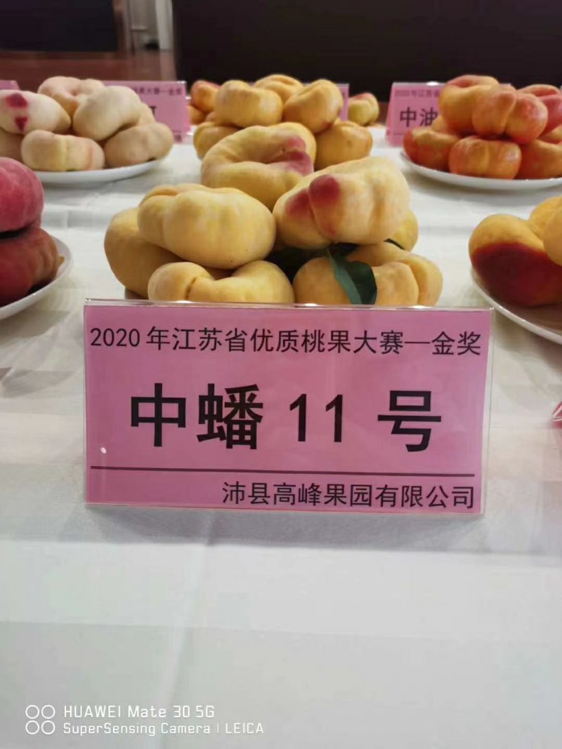蟠桃桃树苗，口感脆甜，丰产量高，全面技术指导
