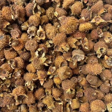 刺梨，刺梨果野生绿色干品，量大从优，欢迎选购！