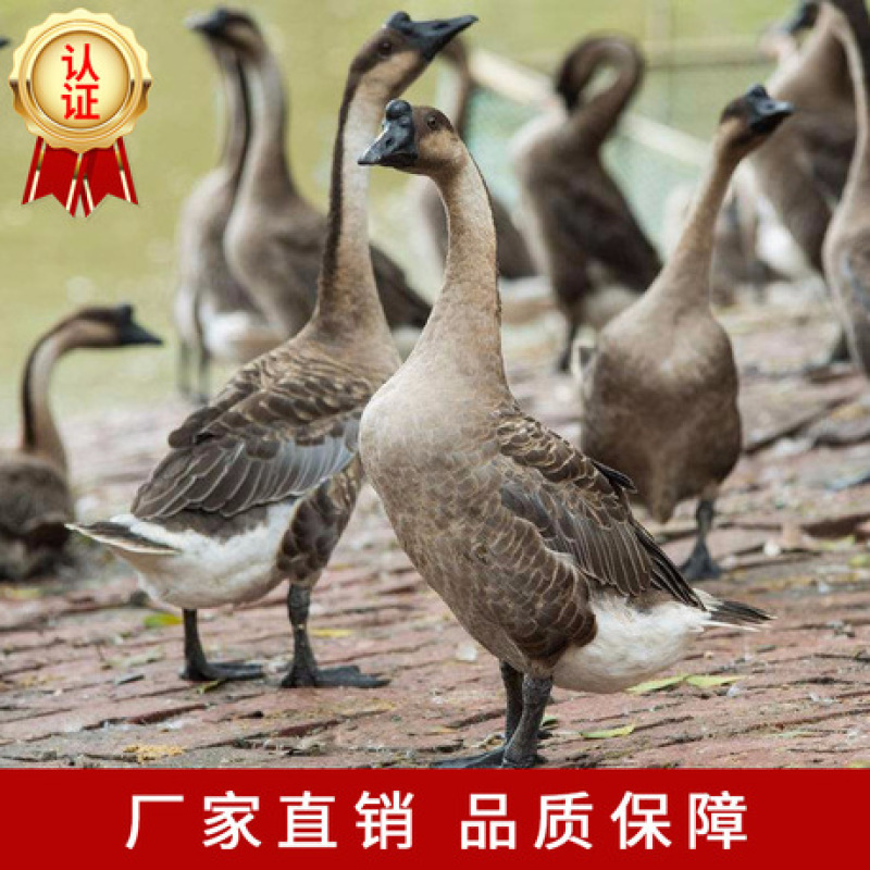 马冈鹅苗厂家直销批发包打运输包路途成活品种纯正