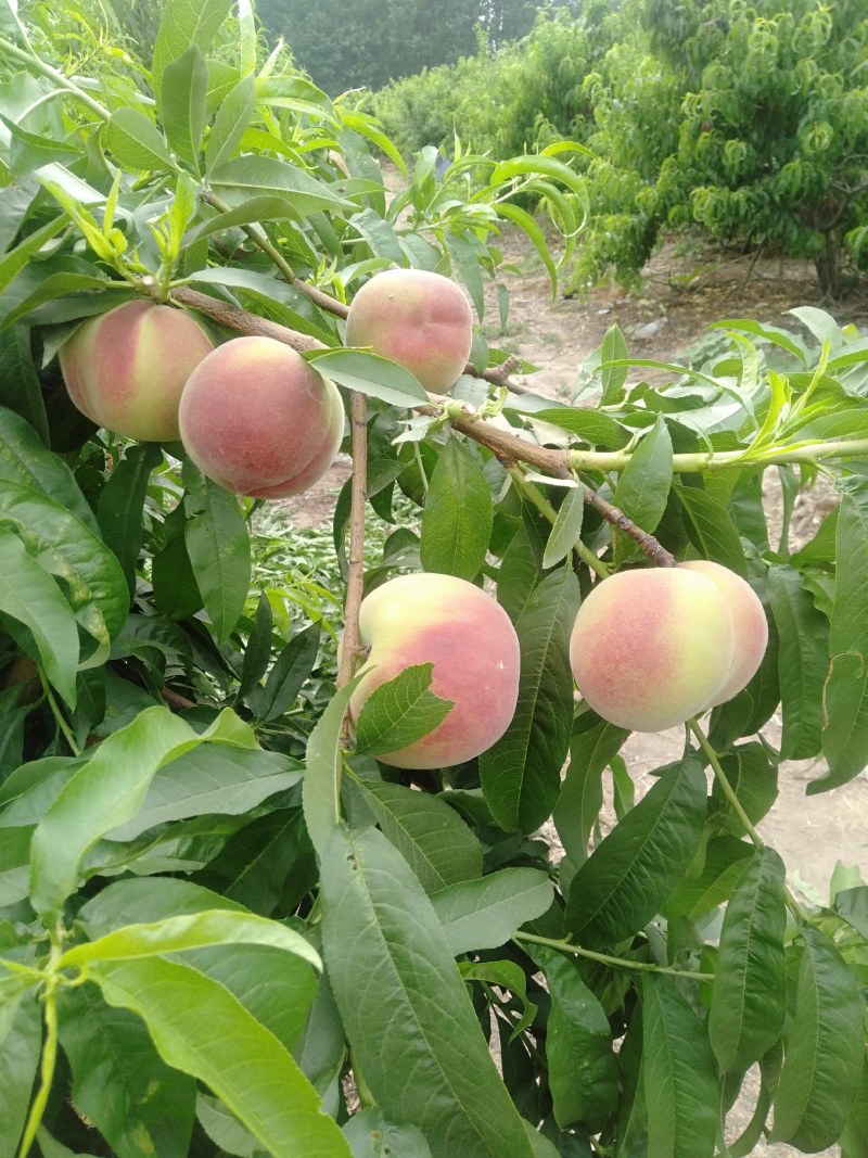 突围桃树苗，口感脆甜，丰产量高，常年供应死苗补发