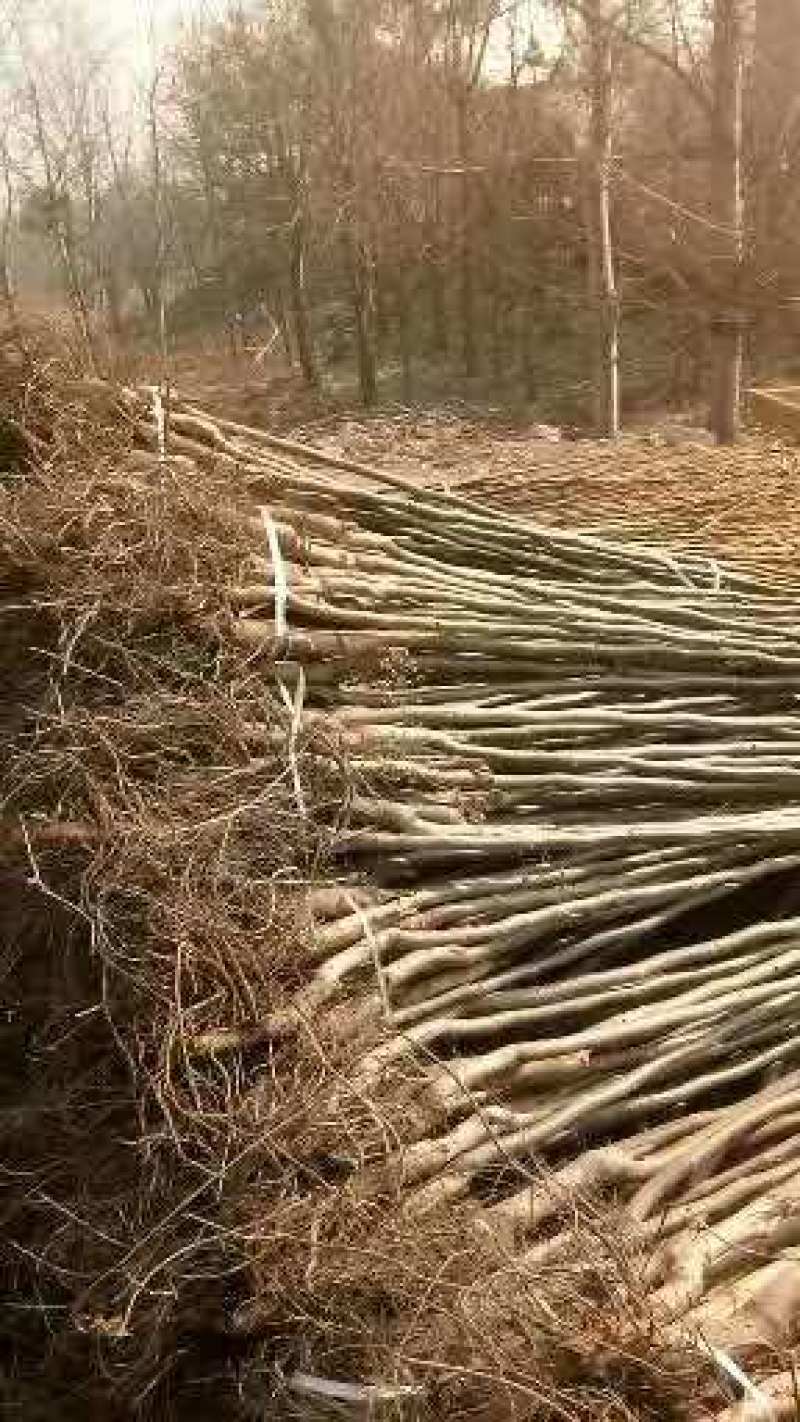 【精选】核桃树苗山东核桃苗当年结果品种齐全成活率高