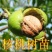 【精选】核桃树苗山东核桃苗当年结果品种齐全成活率高