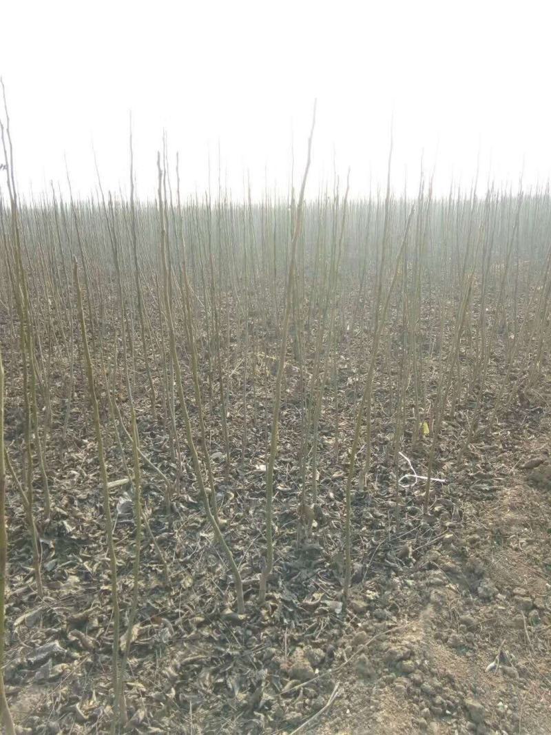 【精选】核桃树苗山东核桃苗当年结果品种齐全成活率高