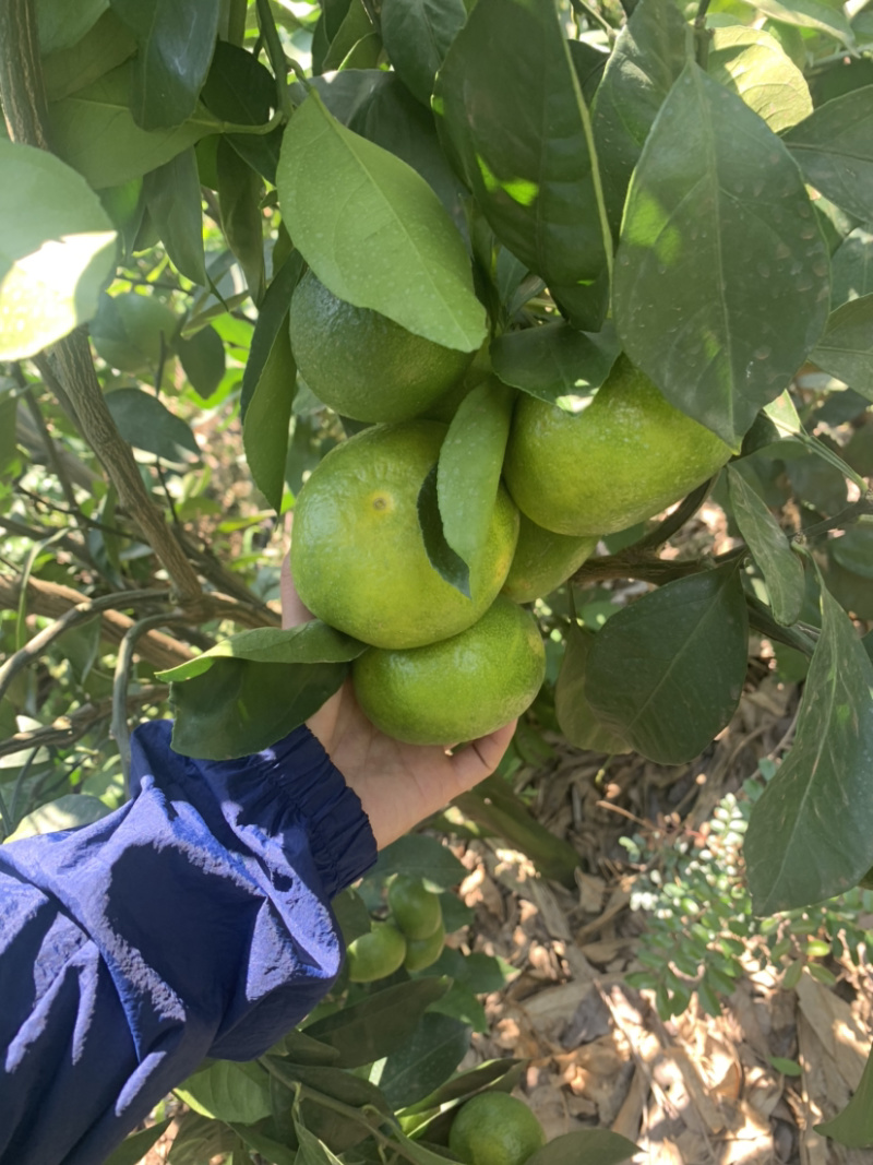 柑桔，云南特早蜜桔，特早熟，高原无核蜜橘