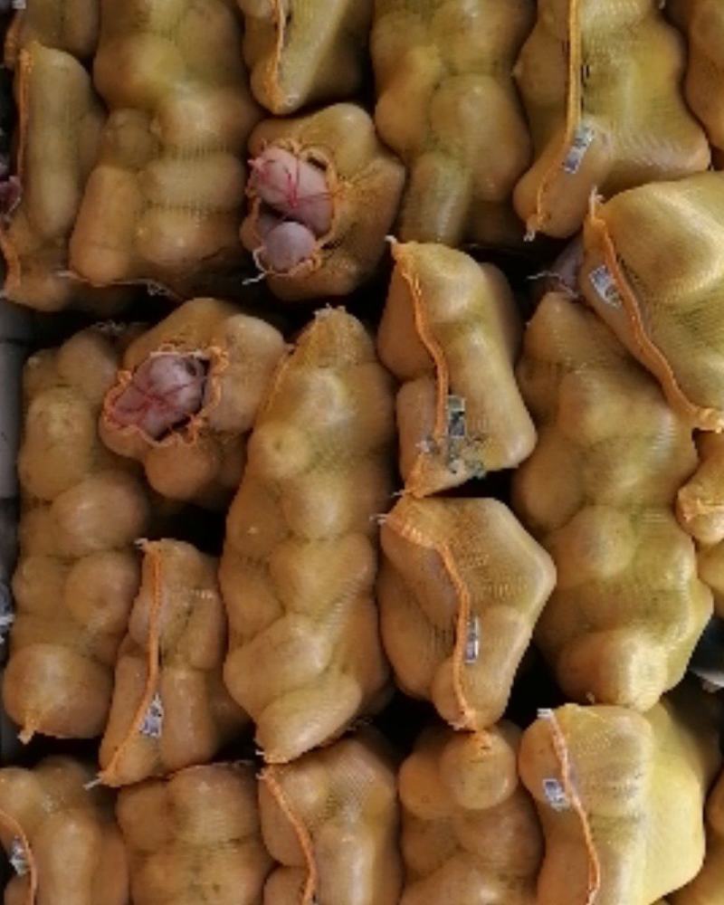 板栗南瓜（枕头南瓜），个个精品，产地直销，质量保证，欢迎