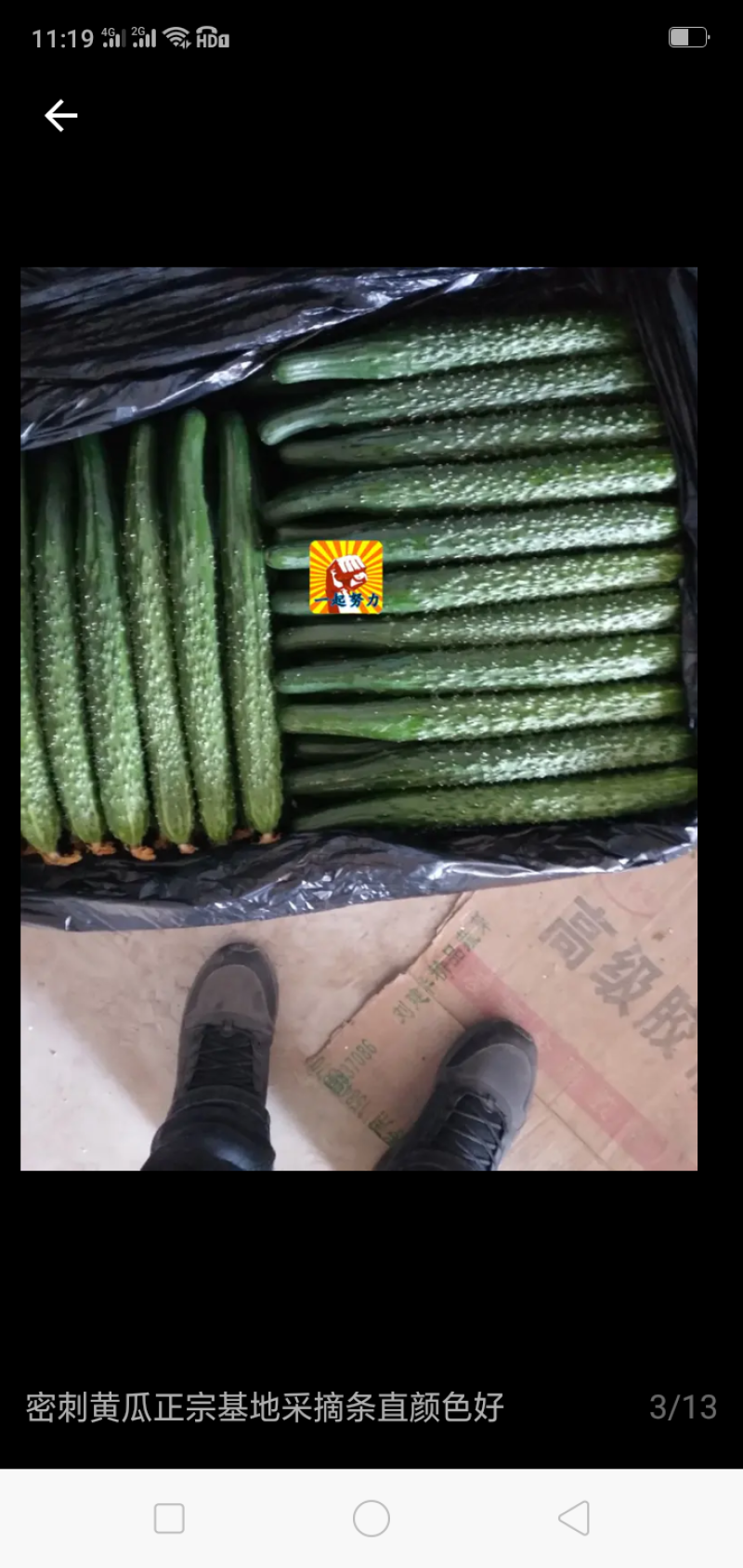 精品黄瓜，天天新鲜货，大量现货